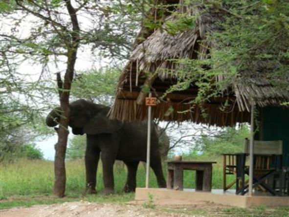 Tarangire Safari Lodge - Wildlife 
